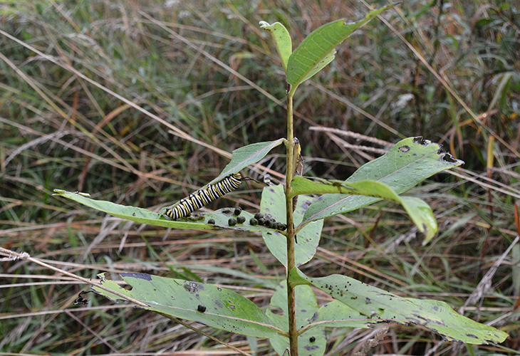 This instar of a monarch butterfly is almost ready to pupate. If caterpillars began their life stage the size of a baby, they would end this phase the size of a bus.