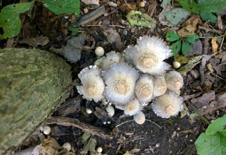 Mushrooms at the base of a tree in a lowland cottonwood forest.