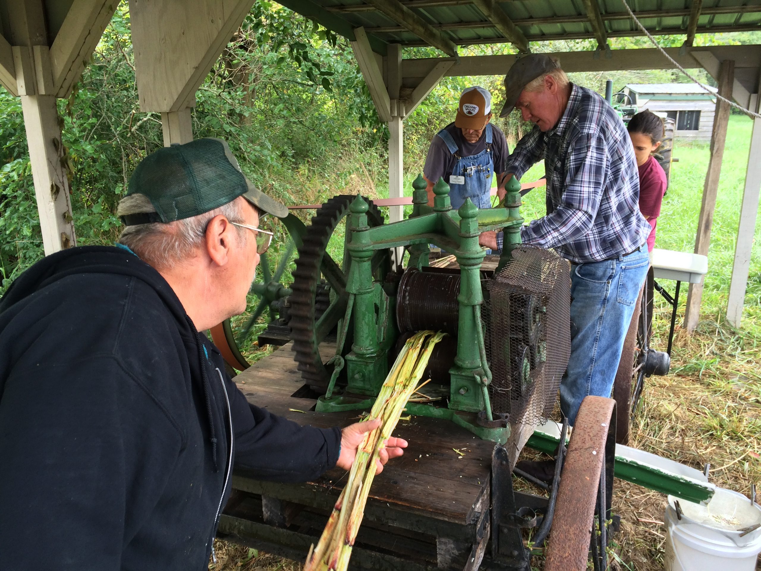 Shredding sorghum stalks to make molasses.