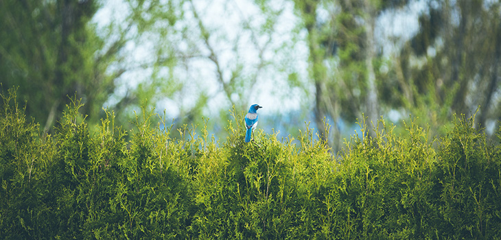 Hickory Scholar Project: Bird Banding and Point Counts