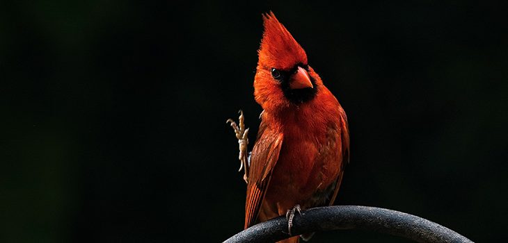 Bird Banding at Merry Lea