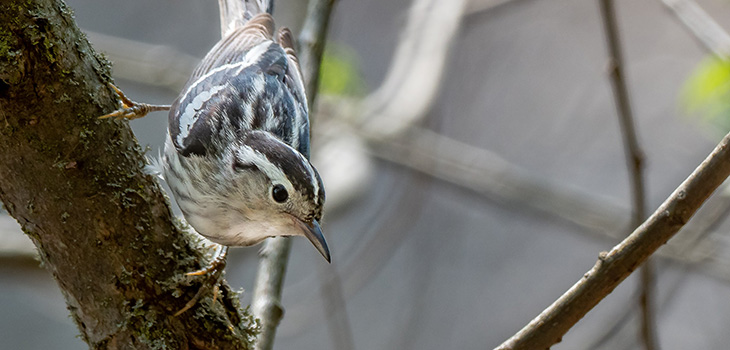 Birders Visit Muscatatuck