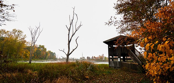 The Return to Wetlands: Merry Lea’s First Restoration Project