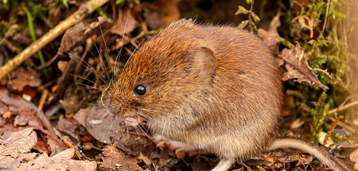 Summer Research: Small Mammals