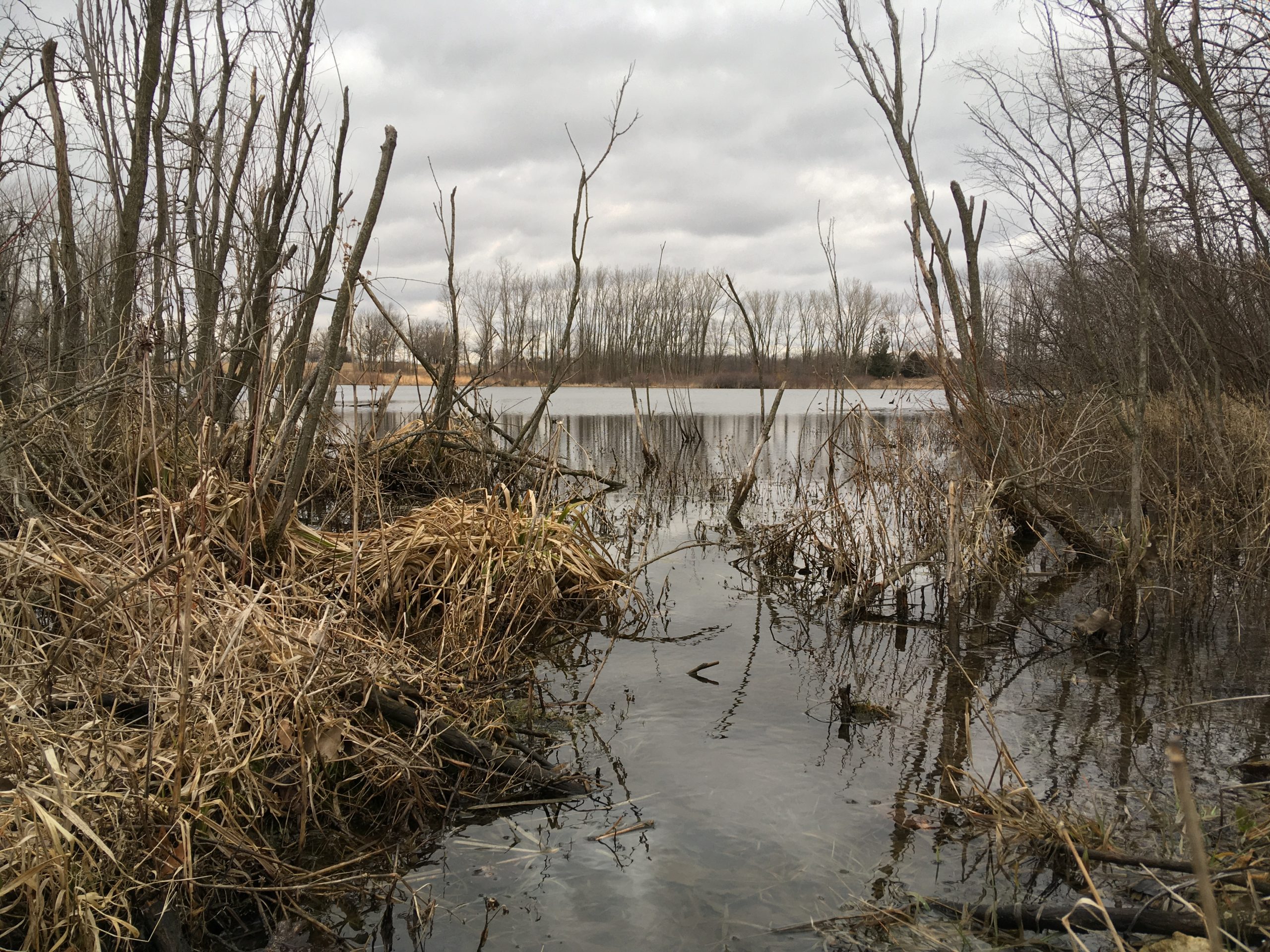 wetland