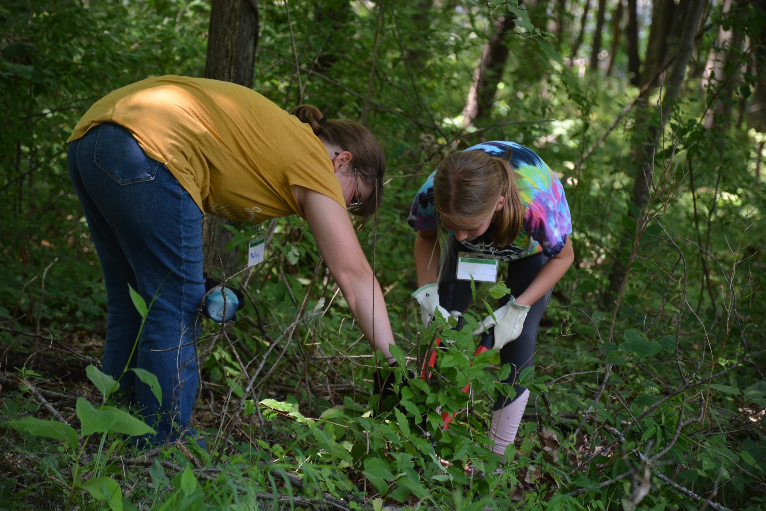 IMN removing invasive species