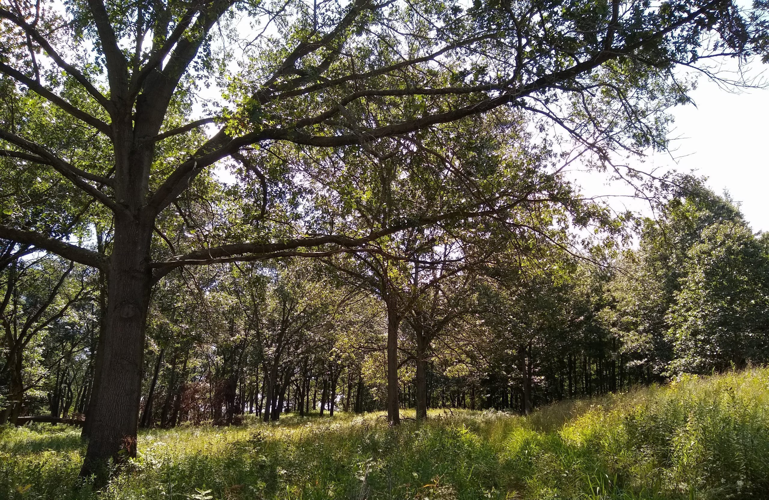 Oak Woodland & Savanna Restoration