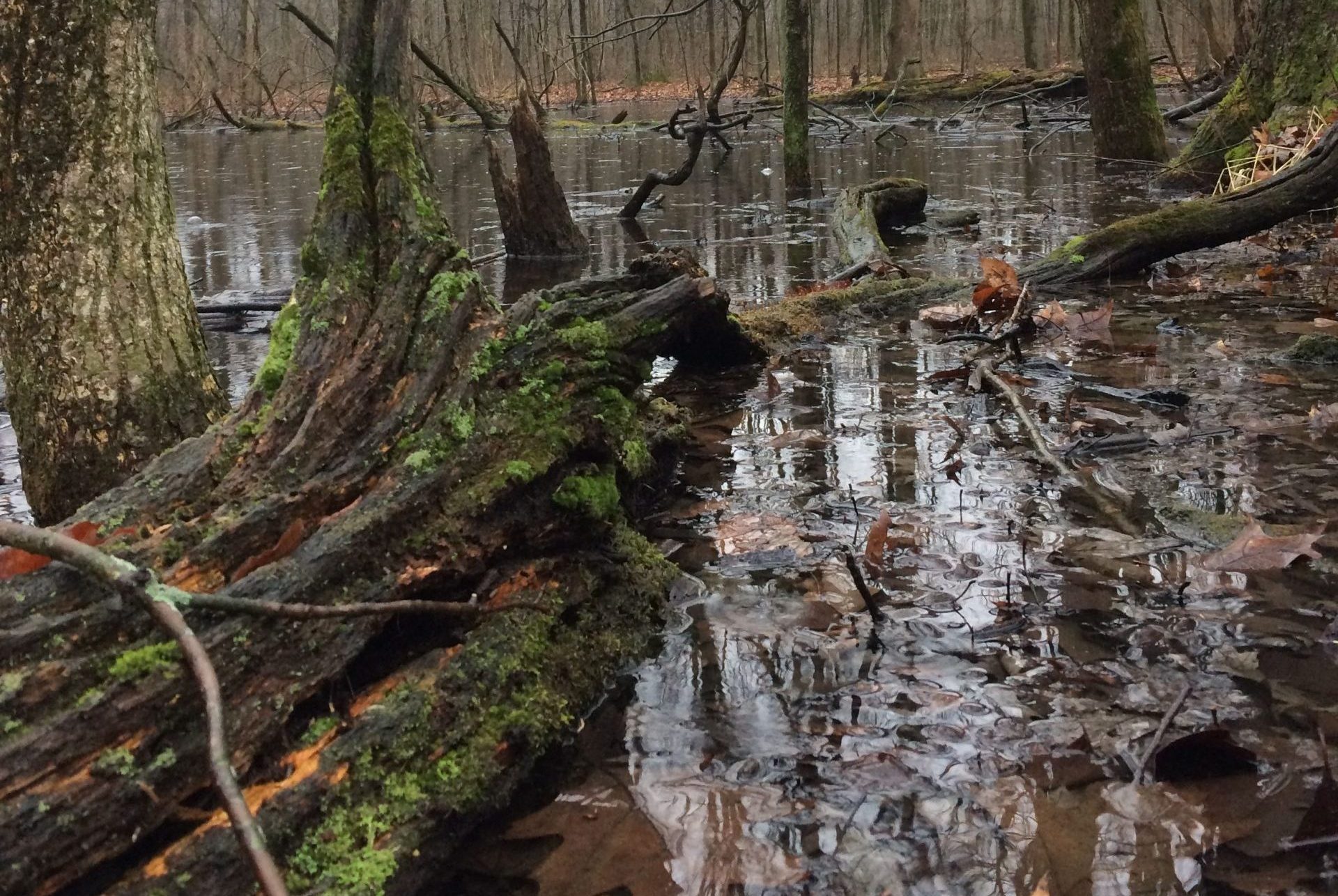 Vernal Pond