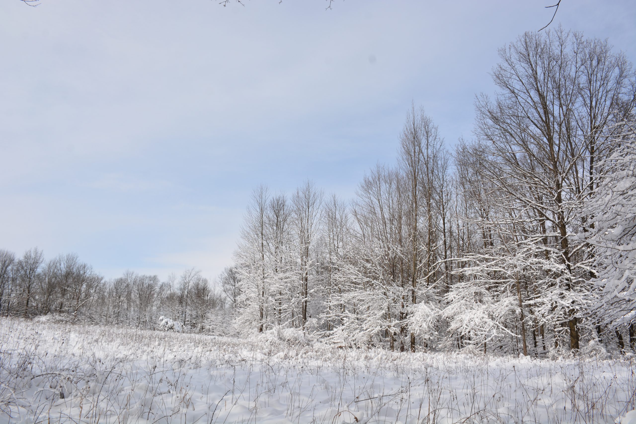 Mary's Meadow