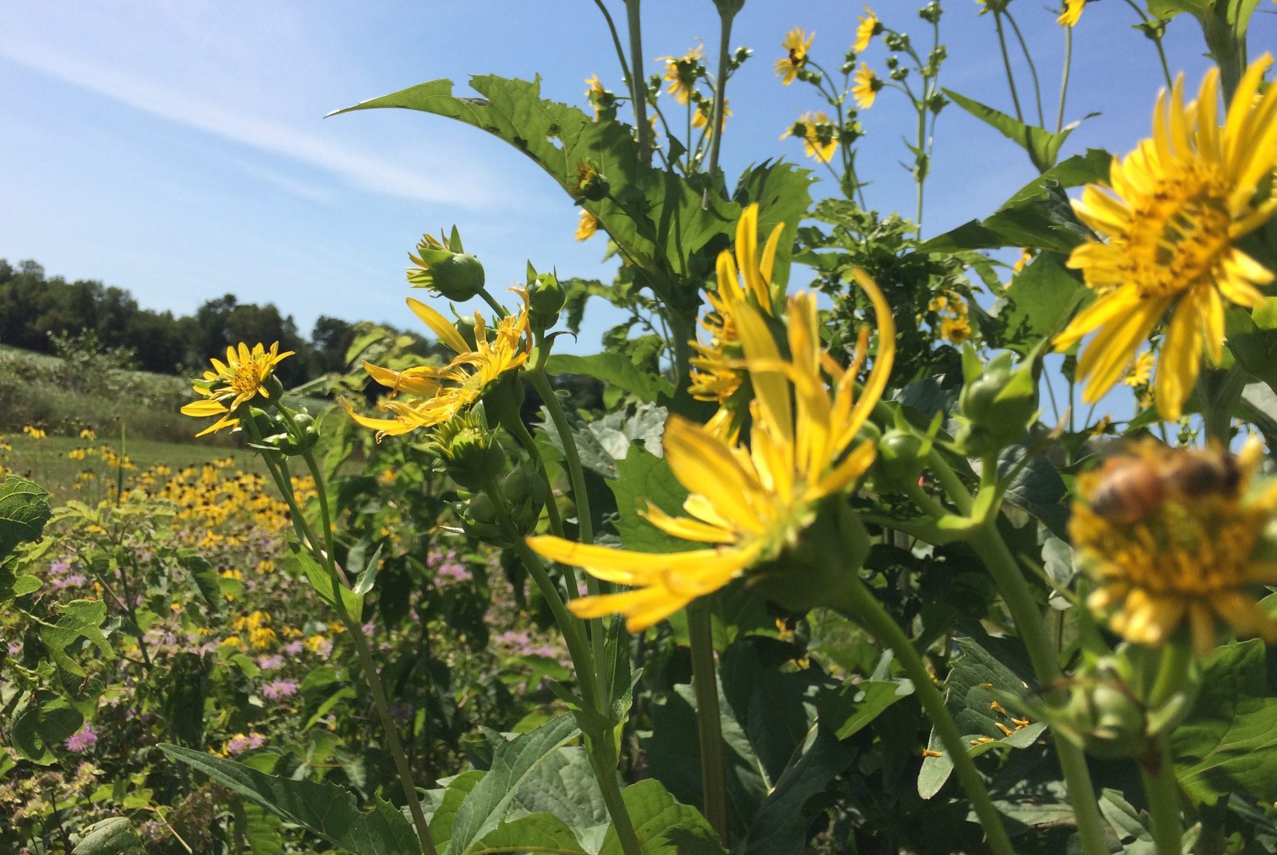 Prairie Forbs