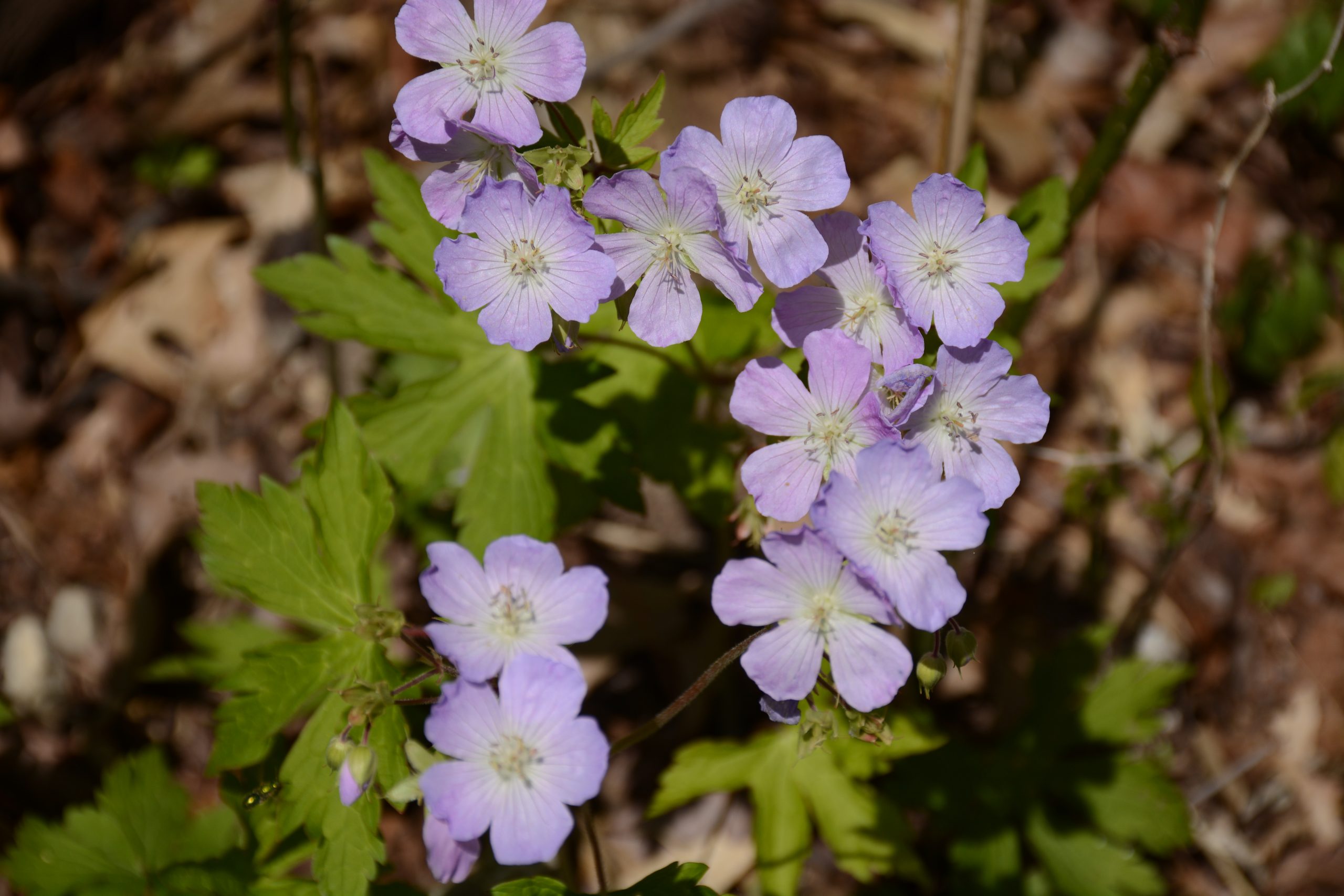 Spring Forest Ephemerals