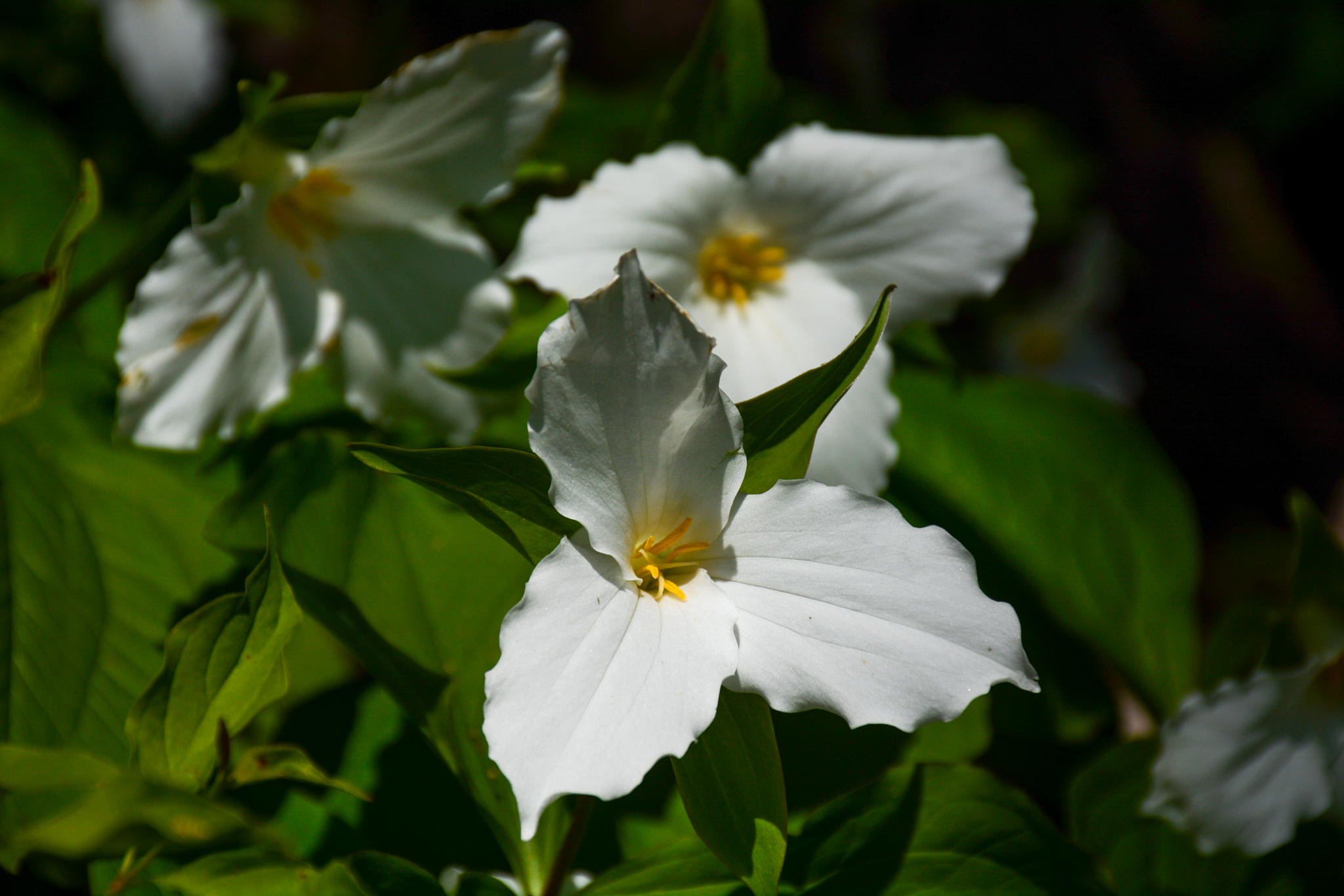 Summer Forest Flowers